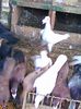 Photo0077