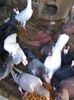 Photo0078