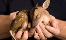 little sweet Bambi