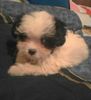 Bichon Havanese fetita