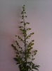 artemisia annua inflorita