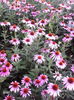 echinacea