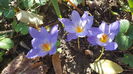 Crocus kotschyanus