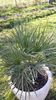 Chamaerops humilis cerifera