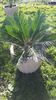 Cycas