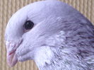 Mascul