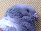 Mascul