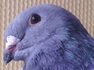 Mascul
