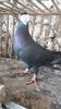 mascul