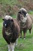 220px-Pair_of_colored_merinos