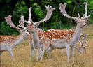 44C-Image Fallow Deer