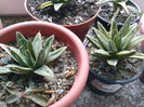 Agave Victoria reginae