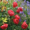 Trandafir tufa DA Benjamin Britten  - Copy