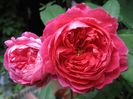 Trandafir tufa DA Benjamin Britten 0 - Copy