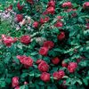 Trandafir tufa DA Benjamin Britten0 - Copy