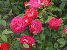 Trandafir tufa DA Benjamin Britten1 - Copy