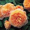 Trandafir tufa DA Carolyne Knight  - Copy