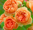 Trandafir tufa DA Carolyne Knight - Copy