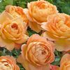 Trandafir tufa DA Carolyne Knight0 - Copy