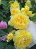 Trandafir tufa DA The Poet s Wife1 - Copy