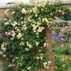 Trandafir urcator DA Malvern Hills  - Copy