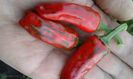 VARIEGATA