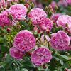 harlow carr 125