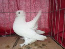 fem  6976-16