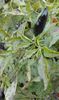 VIOLETTE CHILLI