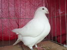 fem     2543 16