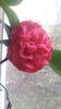 Camelia