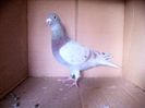 toye