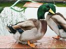 aviary-image-1477928192943