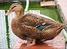 aviary-image-1477928218680