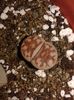 Lithops karasmontana