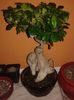 Ficus microcarpa ginseng 25.11.2016