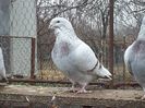 20161127_111859(0)F