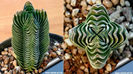 Crassula-Templul-lui-Buddha