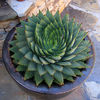 Spiraling-Succulent_880