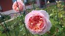 Abraham Darby