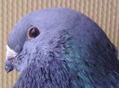 Mascul