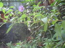 SAM_3886