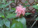SAM_3888