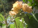 SAM_3897