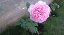 Alnwick rose