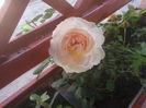 Crocus rose