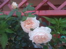 Crocus rose