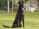 Ciobanesc belgian malinois (paza si protectie) 900 Euro