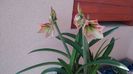 Hippeastrum (crin)