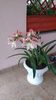 Hippeastrum